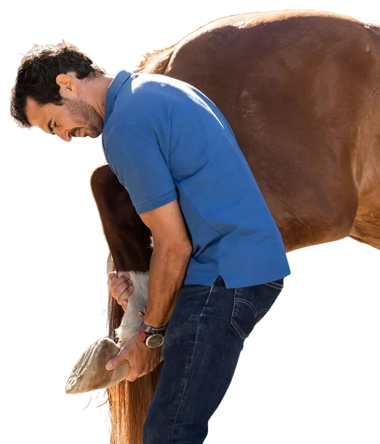 Alejandro Fernández Veterinario equino